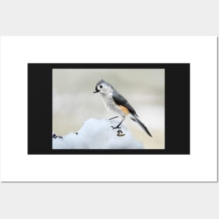 Tufted Titmouse in Winter... Posters and Art